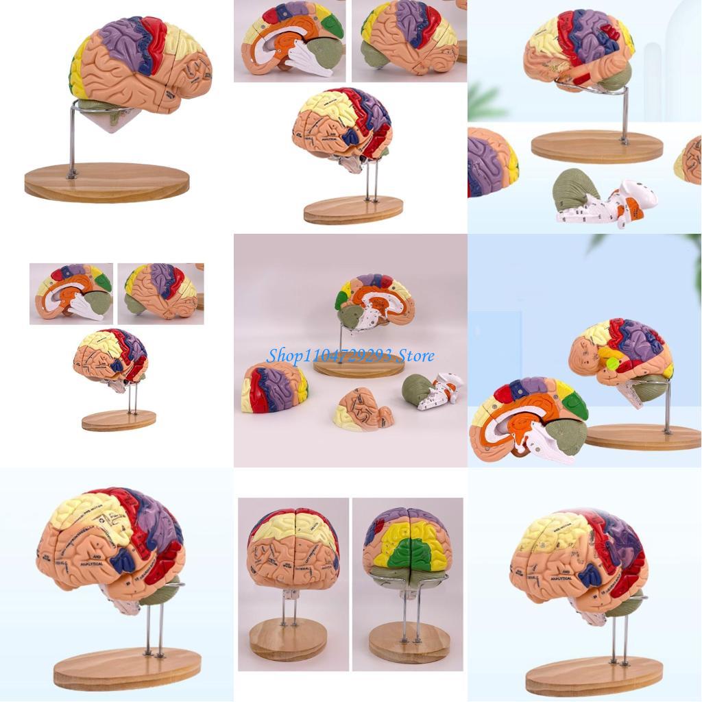 Medical Lab And Science - Y2GD نموذج تشريح الدماغ دعامة تدريس