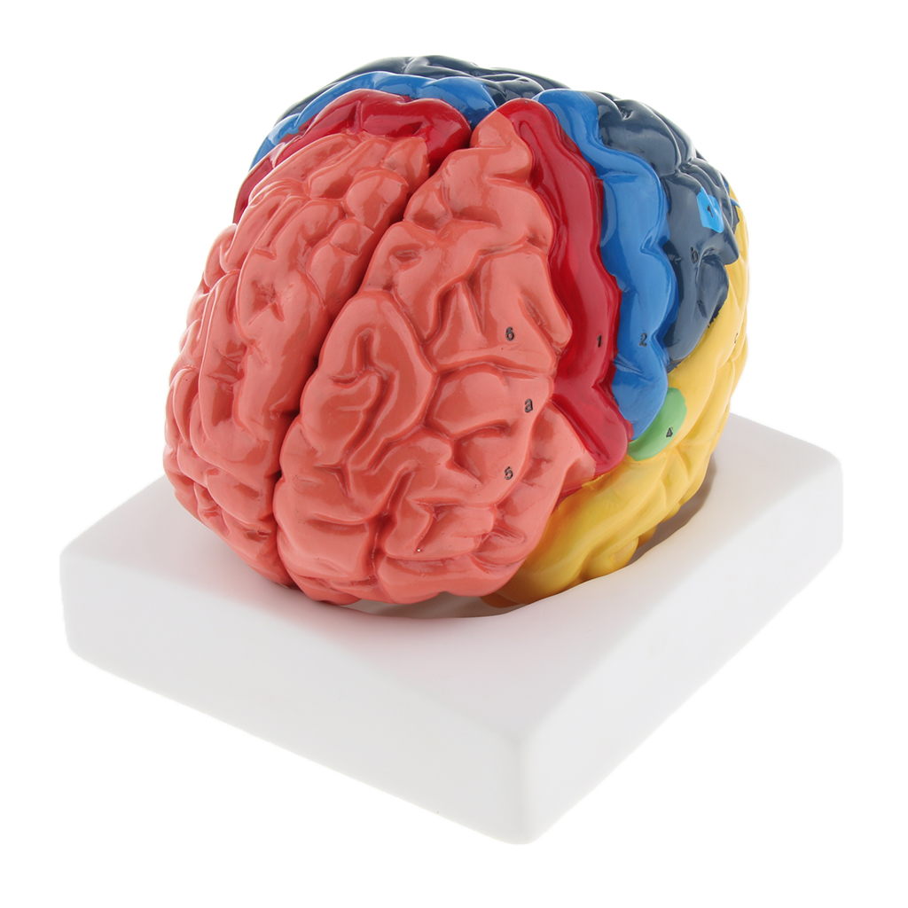 Medical Lab And Science - نموذج دماغ Lifesize ، تشريحي واقعي