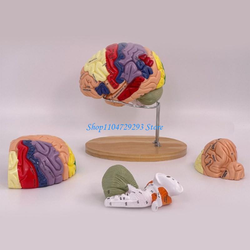 Y2GD نموذج تشريح الدماغ دعامة  - مراجعة Medical Lab And Science وسعره
