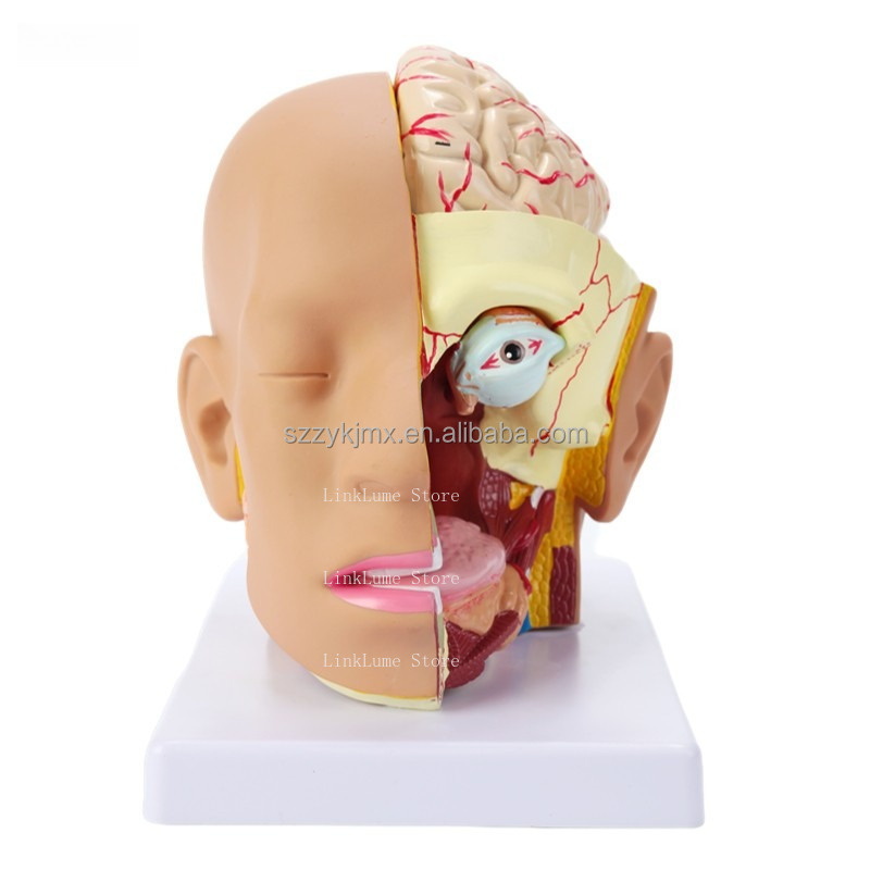 نموذج تشريحي لرأس الإنسان للمو - مراجعة Medical Lab And Science وسعره